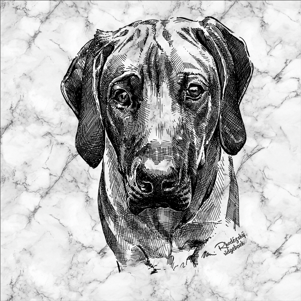 Motiv Rhodézský ridgeback - autorská perokresba
